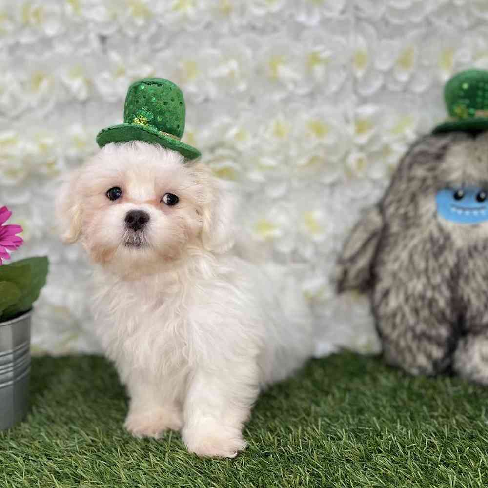 Male La-Chon Puppy for Sale in Braintree, MA