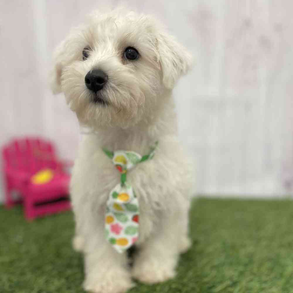 Male Chonzer (Bichon/Min Schnauzer) Puppy for Sale in Braintree, MA