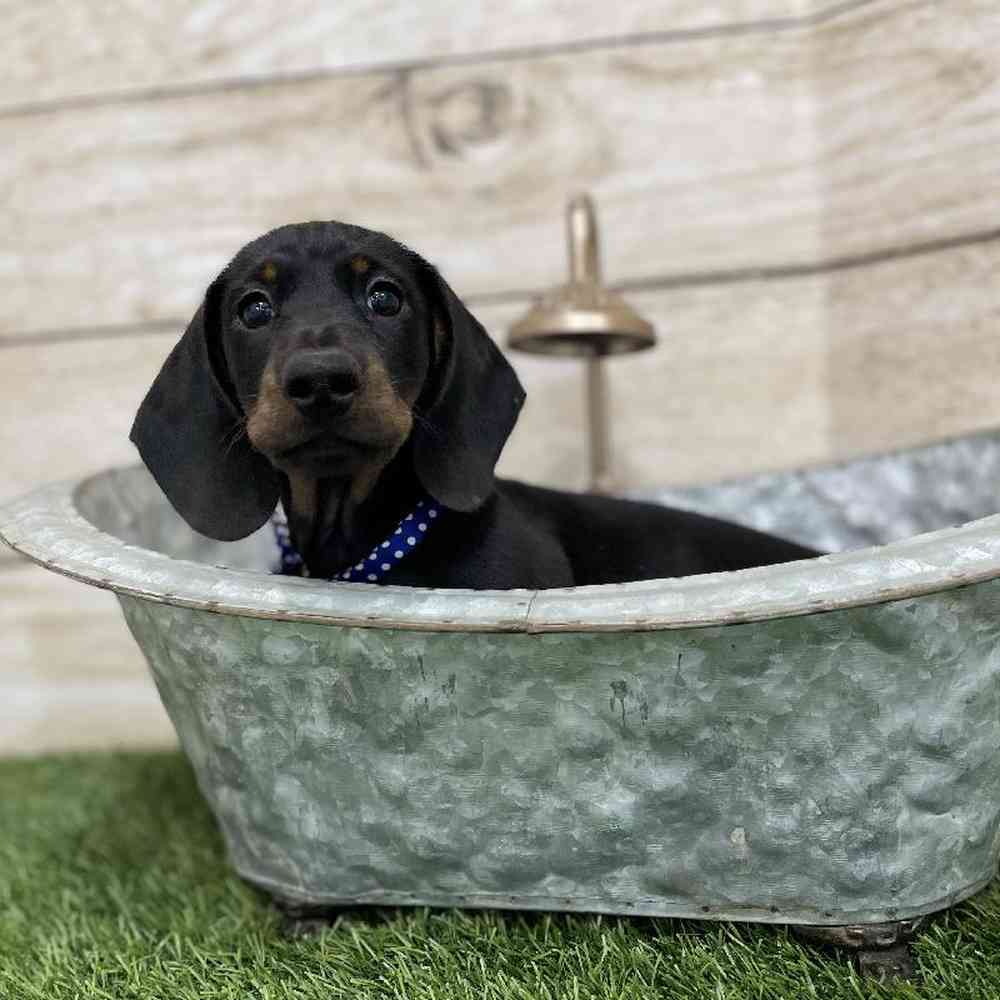 Male Dachshund Puppy for Sale in Braintree, MA