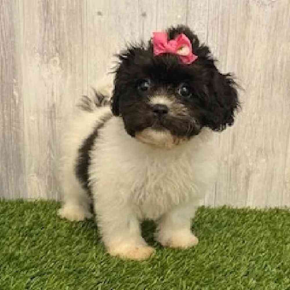 Female Teddy Bear (Zuchon) Puppy for sale