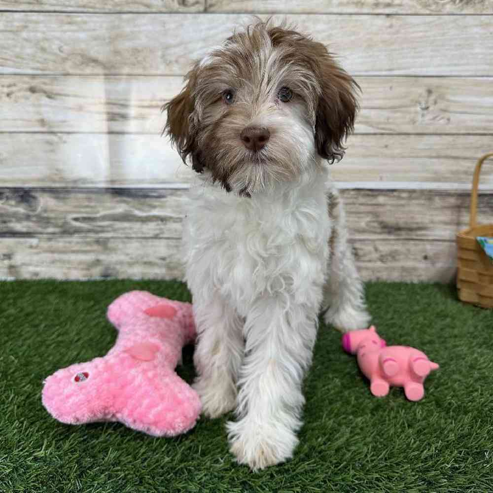 Female Havanese Puppy for Sale in Saugus, MA