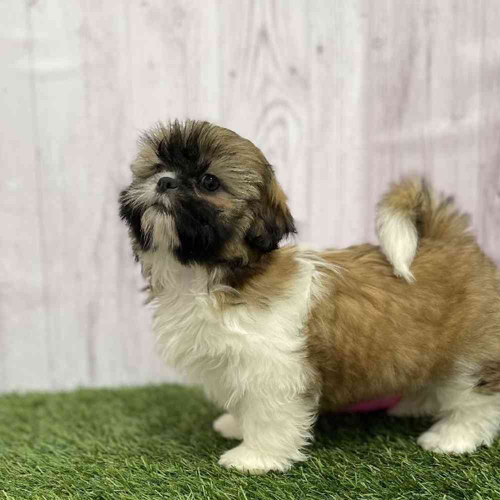 Female Shih Tzu Puppy for Sale in Braintree, MA