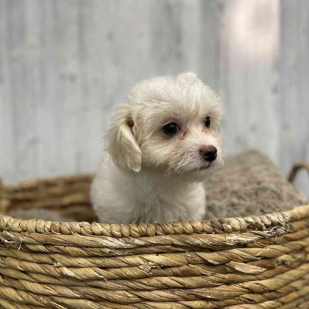 Female Coton De Tulear Puppy for sale
