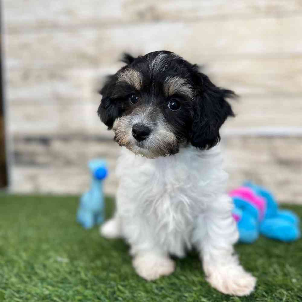 Male Hava-Chon Puppy for Sale in Saugus, MA