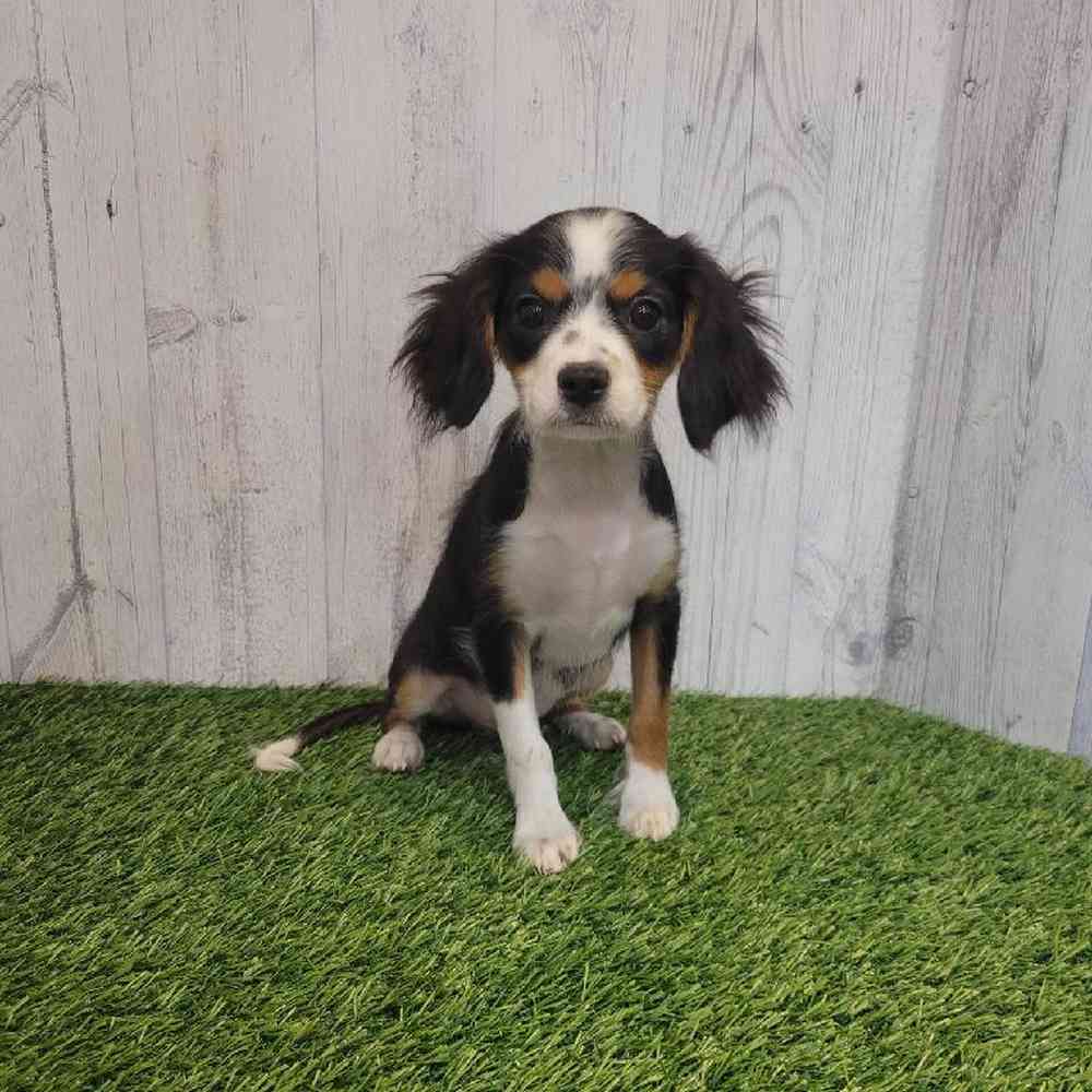 Male Mini Aussalier Puppy for sale