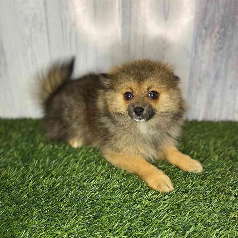 Male Pomeranian Puppy for Sale in Saugus, MA