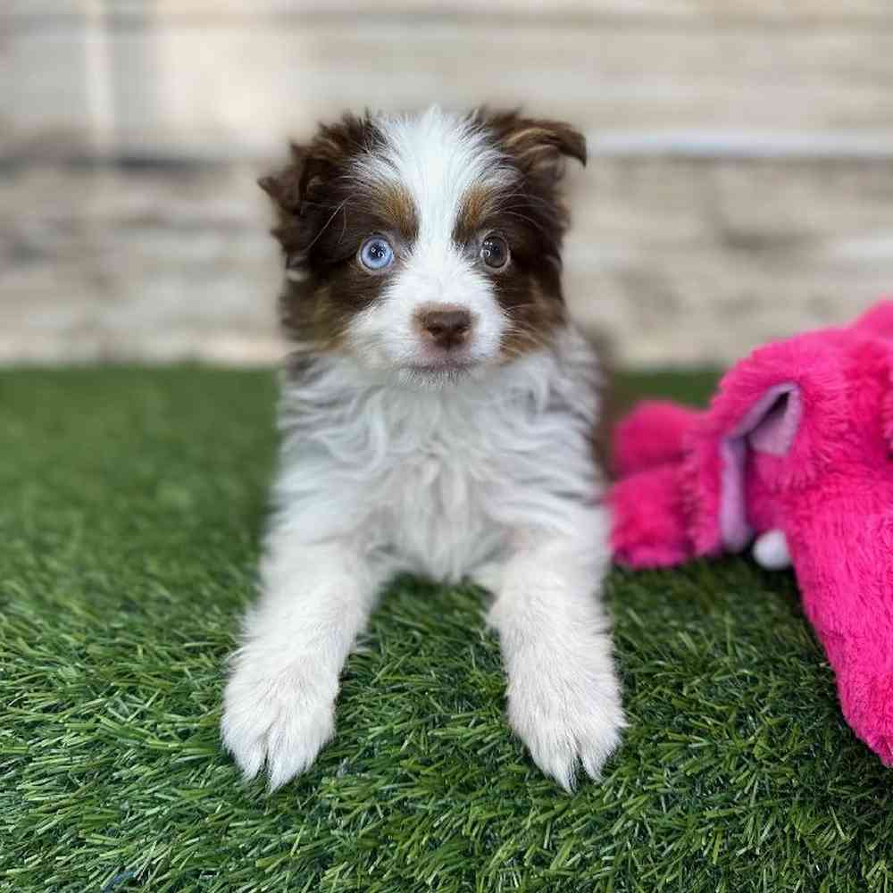 Female Toy Australian Shepherd Puppy for Sale in Saugus, MA