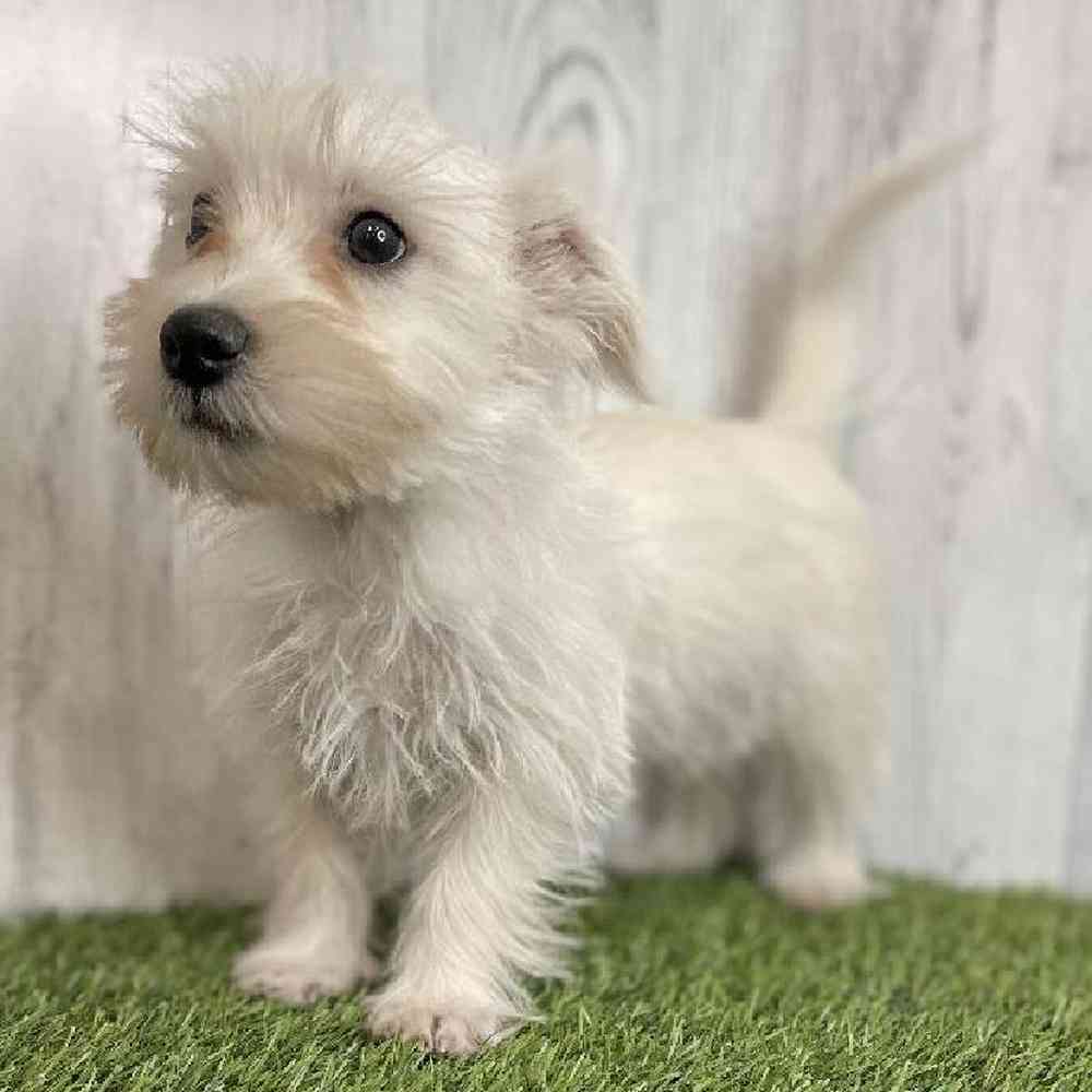 Male Mauzer Puppy for sale