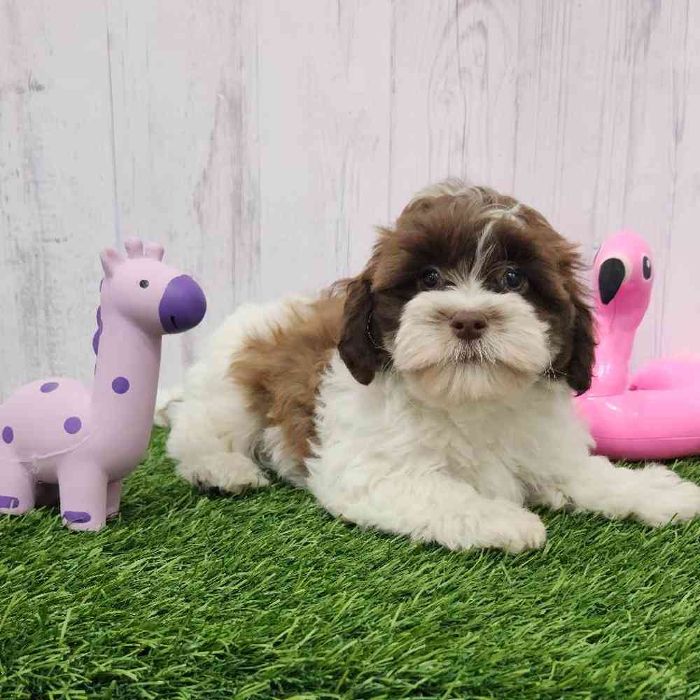Male Havapoo Puppy for Sale in Braintree, MA