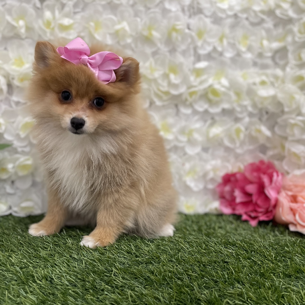 Female Pomeranian Puppy for Sale in Braintree, MA
