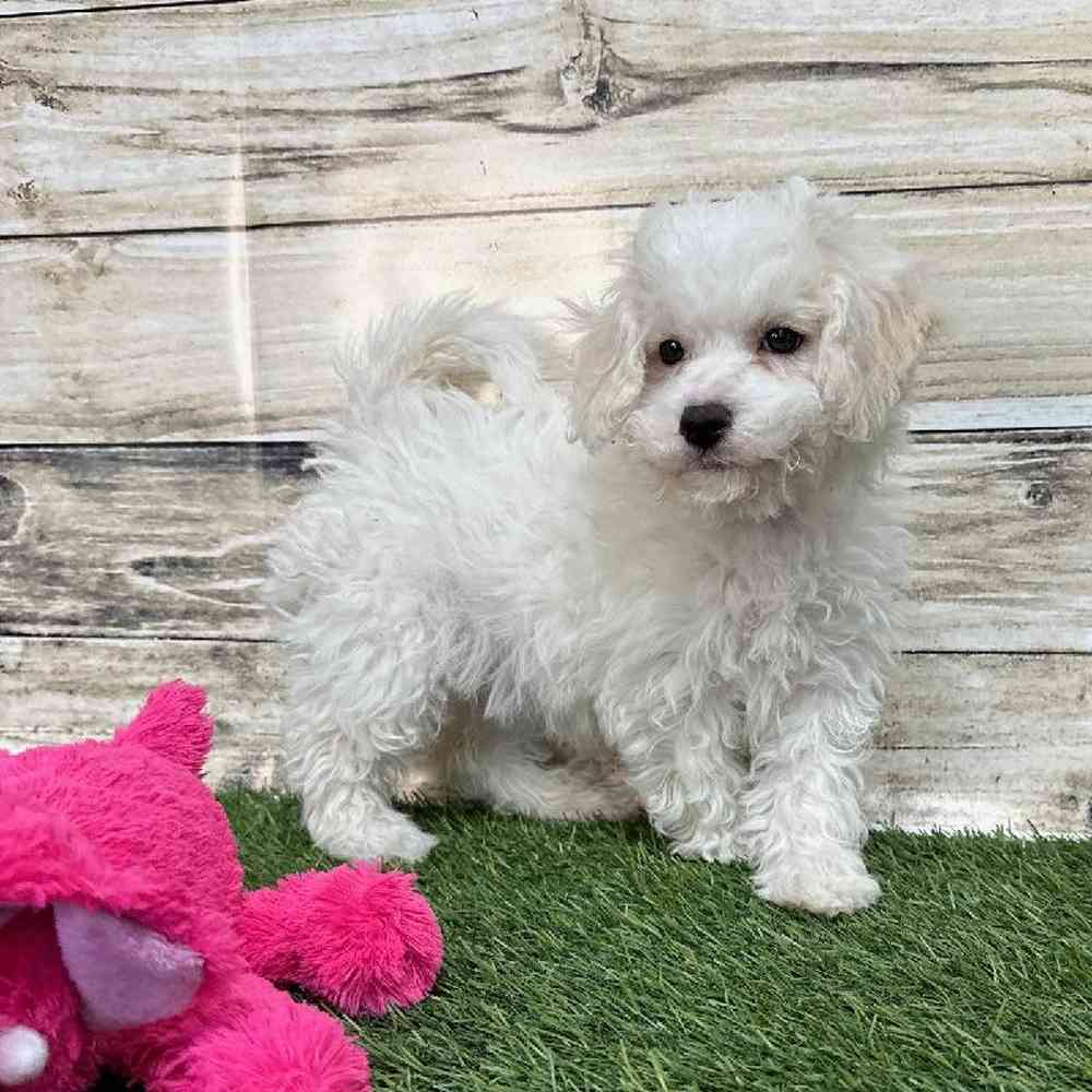 Female Cavachon Puppy for Sale in Saugus, MA
