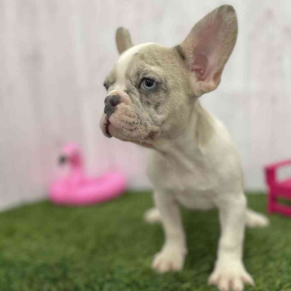 Female French Bulldog Puppy for Sale in Braintree, MA
