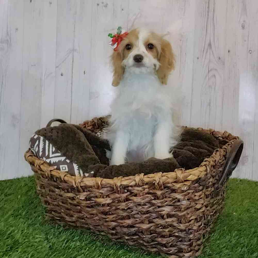 Female Cavapoo Puppy for Sale in Saugus, MA