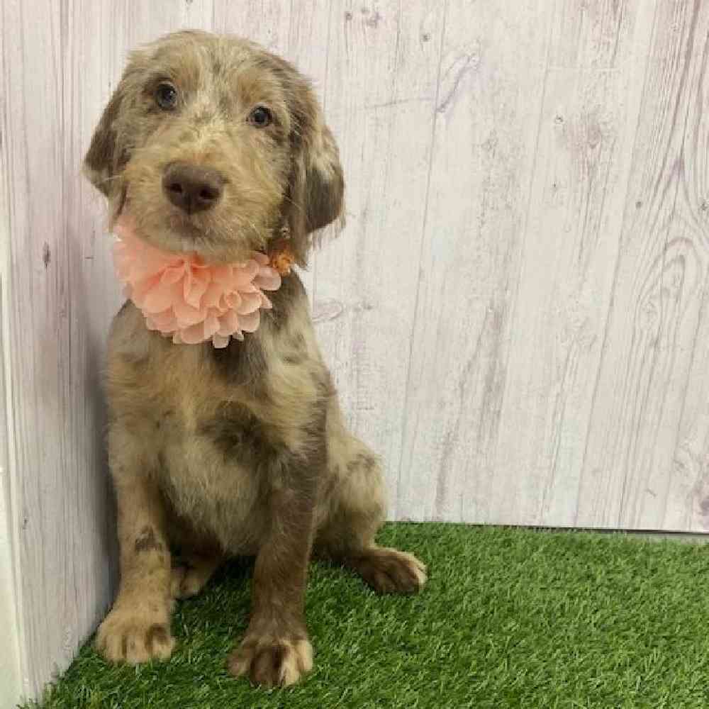 Female Labradoodle Puppy for Sale in Braintree, MA