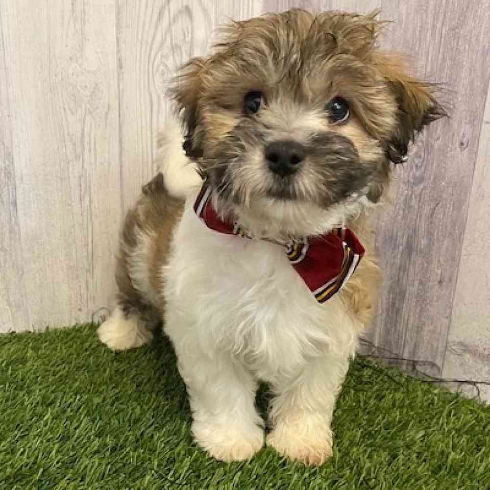 Male Hava-Chon Puppy for sale
