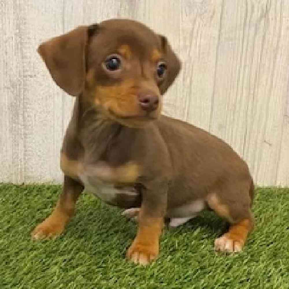 Male Chiweenie Puppy for sale