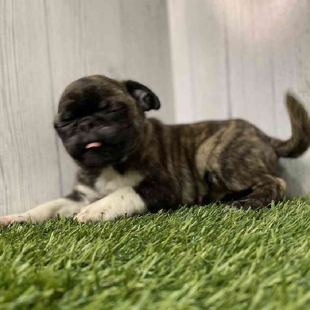 Male Bugg Puppy for sale