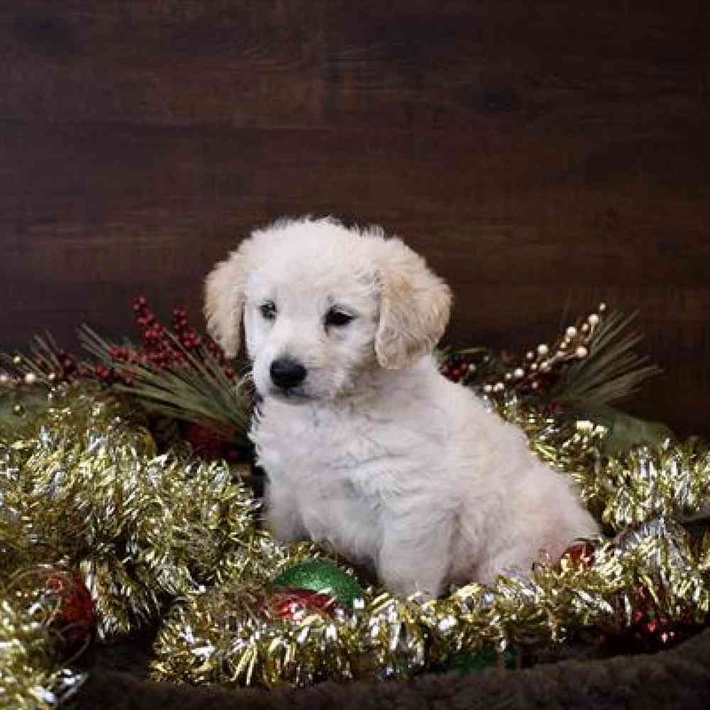 Male Mini Labradoodle 2nd Gen Puppy for Sale in Saugus, MA