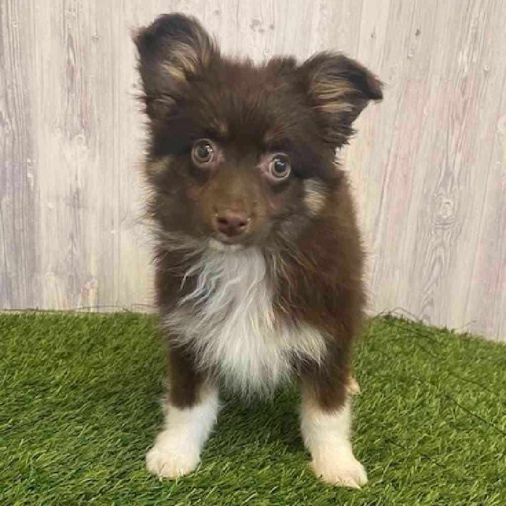 Female Toy Australian Shepherd Puppy for sale