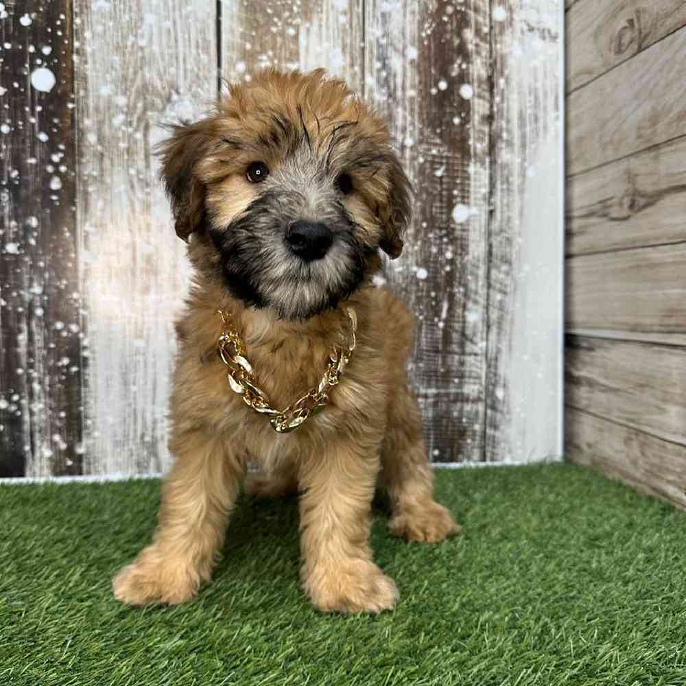 Male Soft Coated Wheaten Terrier Puppy for Sale in Saugus, MA