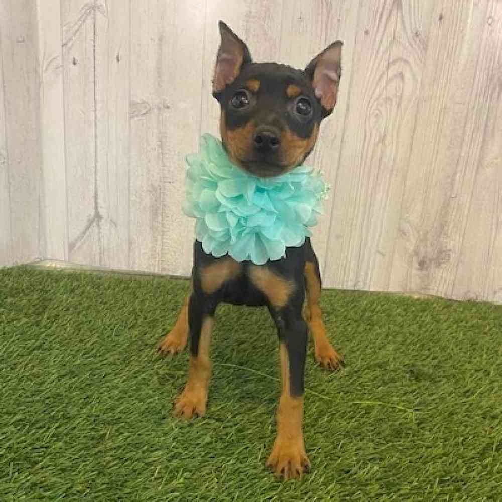 Female Min Pin Puppy for Sale in Saugus, MA