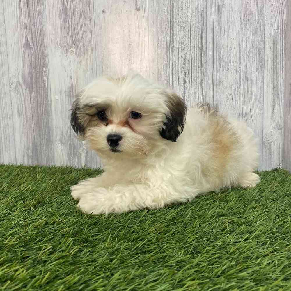 Male Shih-Poo Puppy for Sale in Saugus, MA