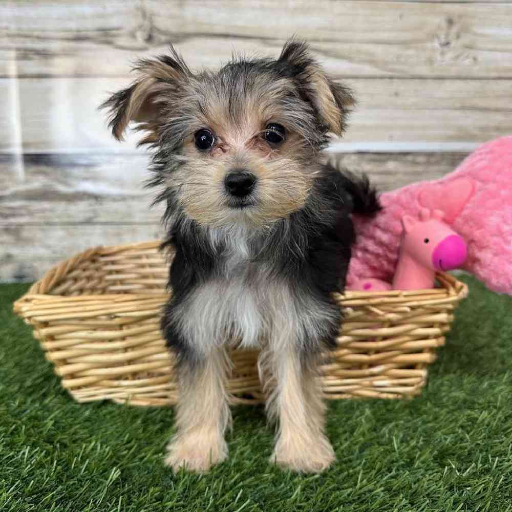Female Morkie Puppy for Sale in Saugus, MA