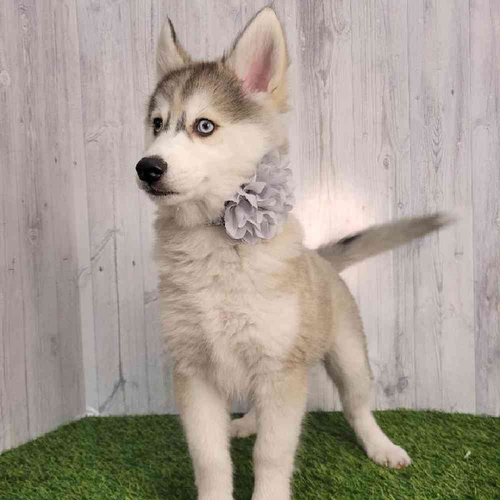 Female Huskimo Puppy for sale