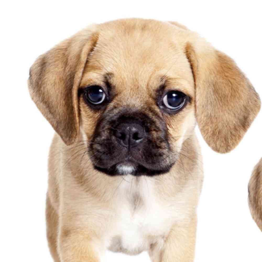 Puggle Puppies for Sale