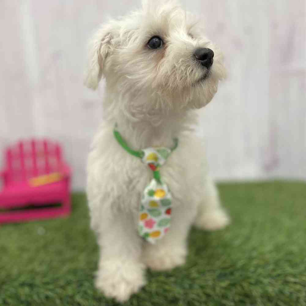 Male Chonzer (Bichon/Min Schnauzer) Puppy for Sale in Braintree, MA