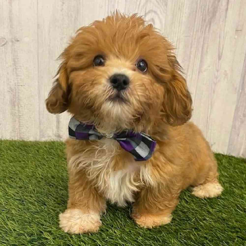 Male La-Chon Puppy for sale