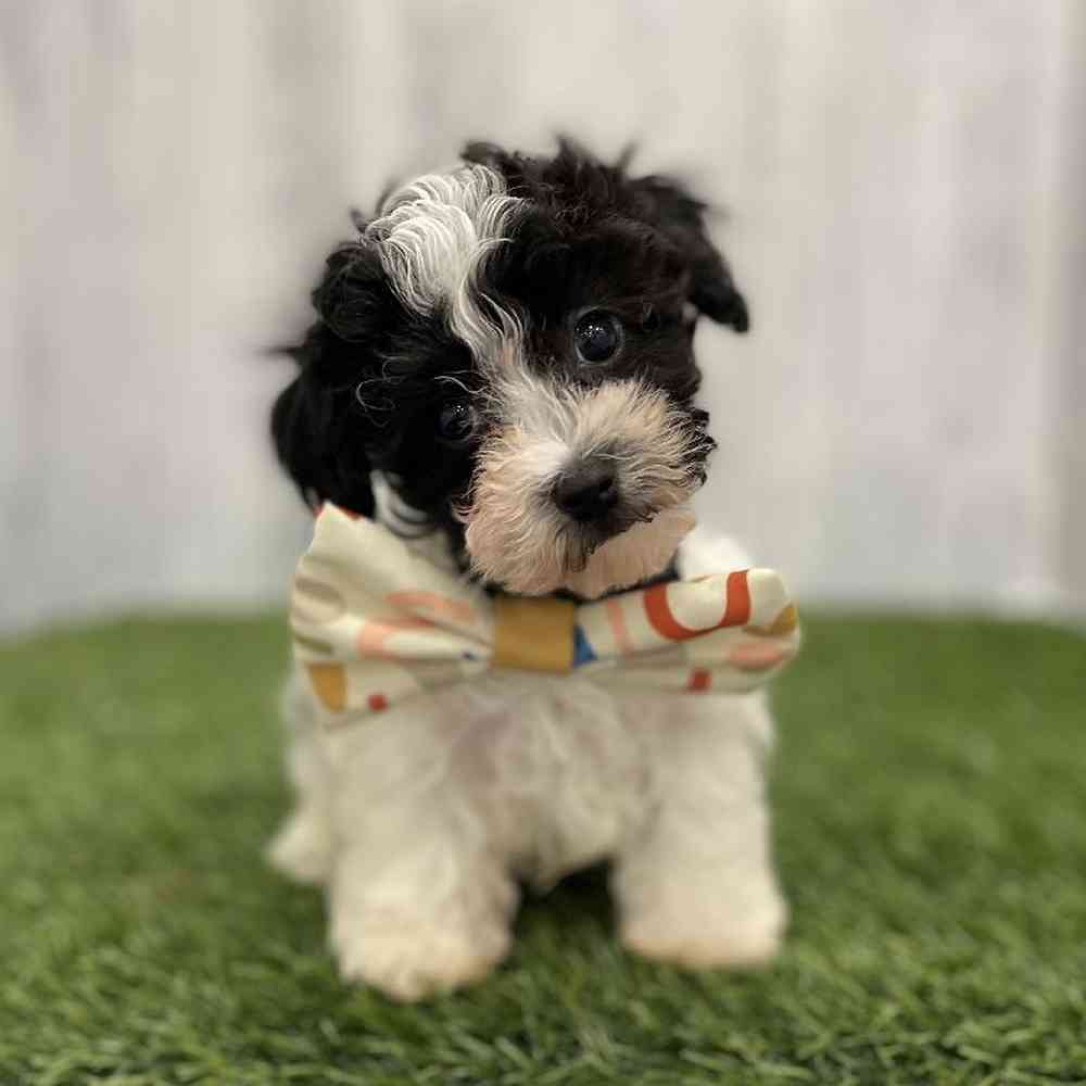Male Bichapoo-Poodle Puppy for Sale in Braintree, MA