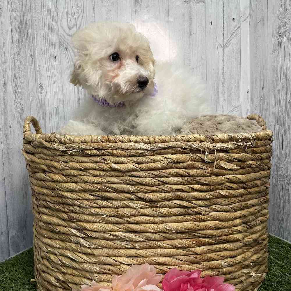 Female Bichon-Poodle Puppy for sale