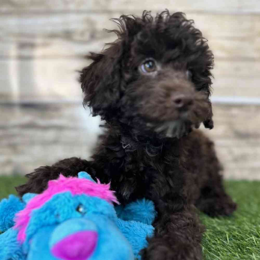 Male Mini NewfyPoo Puppy for Sale in Saugus, MA