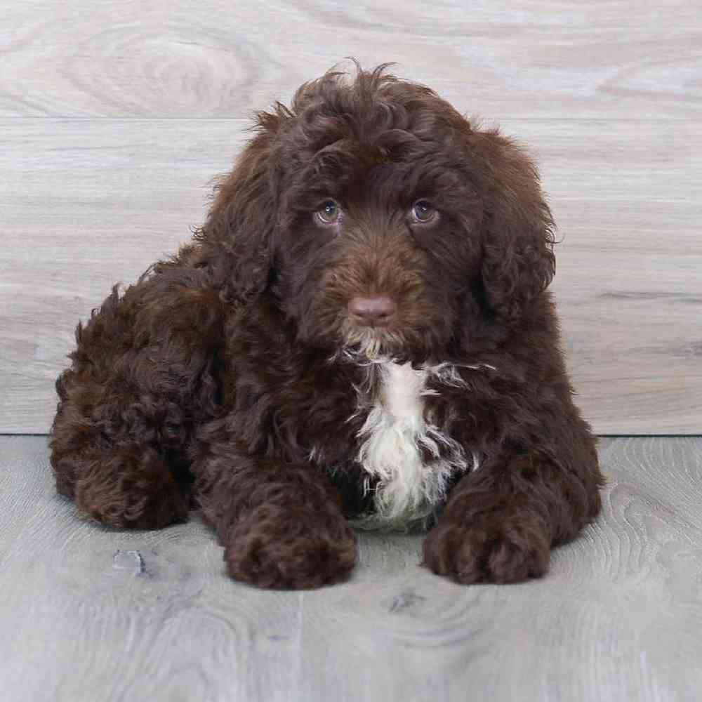 portuguese-water-dog-remy-9184362299221850.jpg