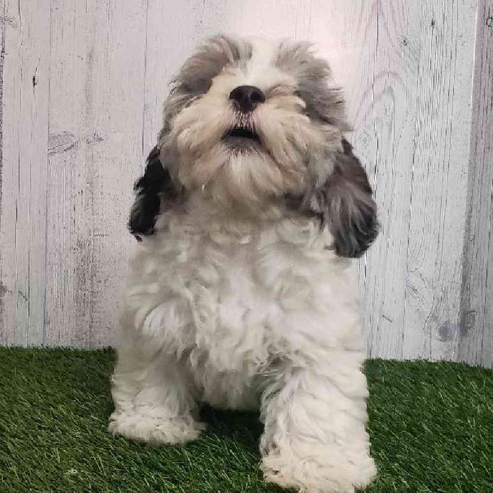 Male Shih-Poo Puppy for sale