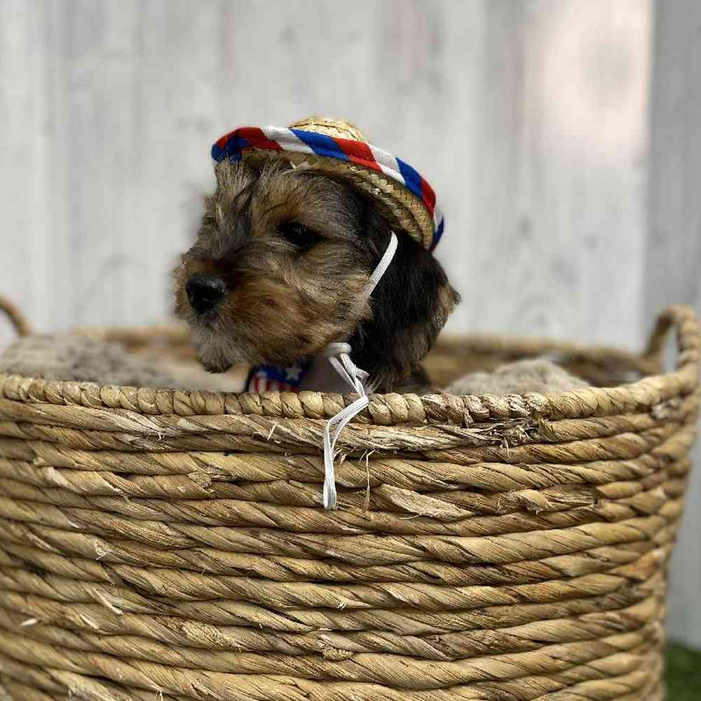 Male Dorkie Puppy for sale