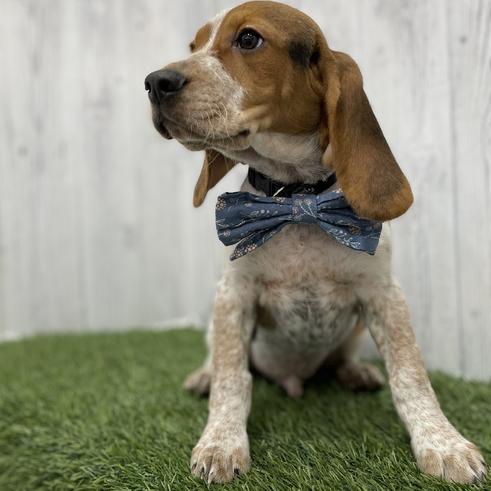 Male Beagle Puppy for Sale in Braintree, MA