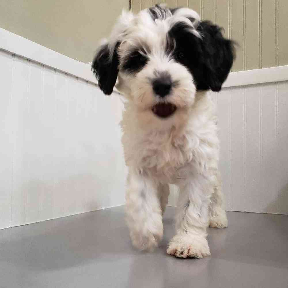 Female Mini Sheepadoodle Puppy for sale