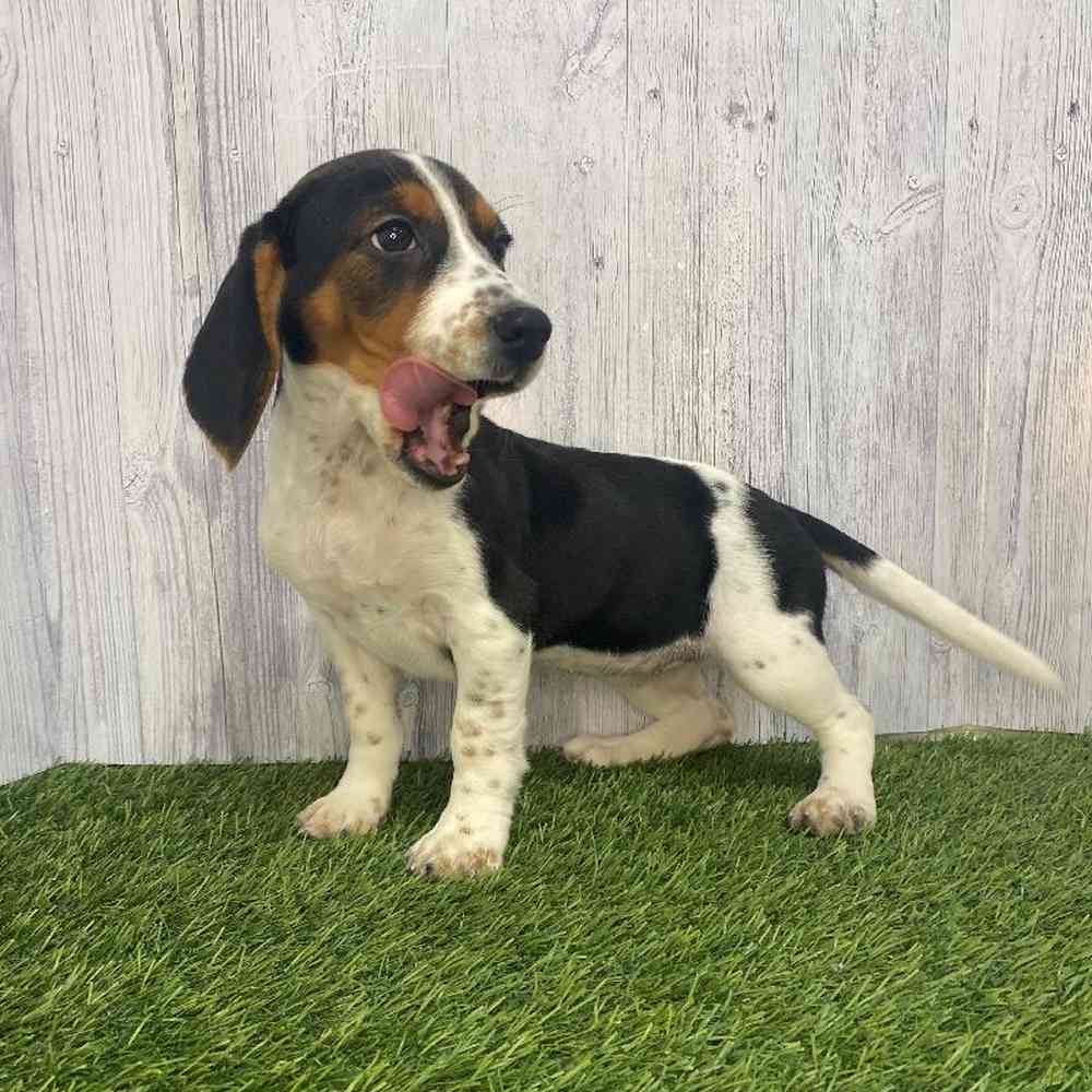 Female Beagle Puppy for Sale in Saugus, MA