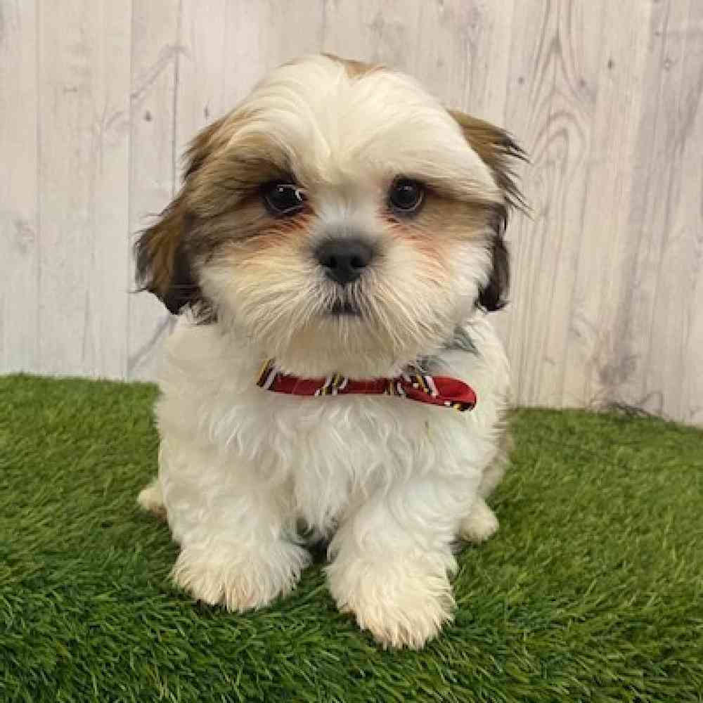 Male Lhasa- Tzu Puppy for sale