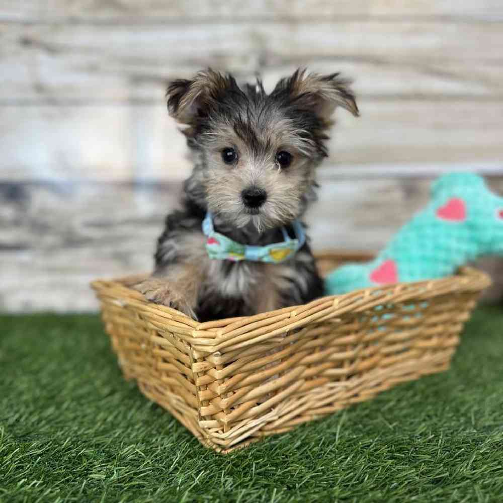 Male Morkie Puppy for Sale in Saugus, MA