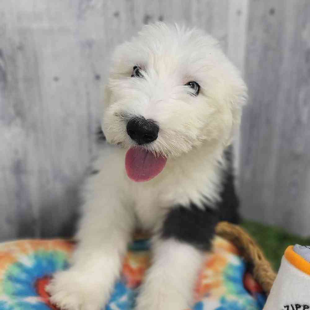 Male Old English Sheepdog Puppy for Sale in Saugus, MA
