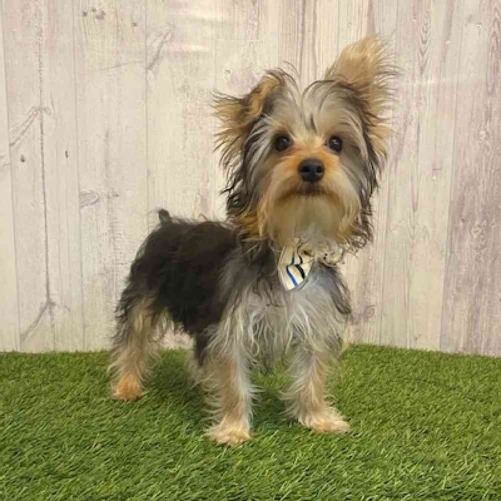 Male Yorkshire Terrier Puppy for Sale in Saugus, MA