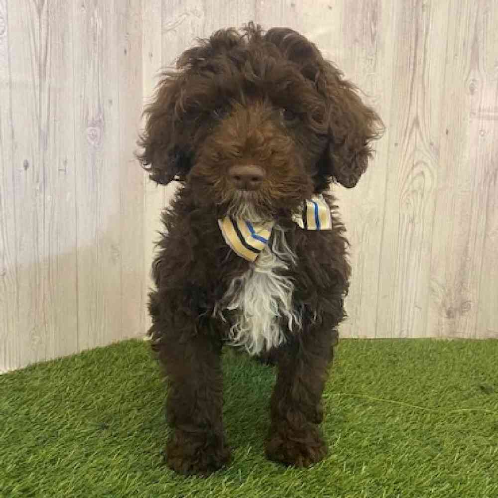 Male Portuguese Water Dog Puppy for Sale in Saugus, MA