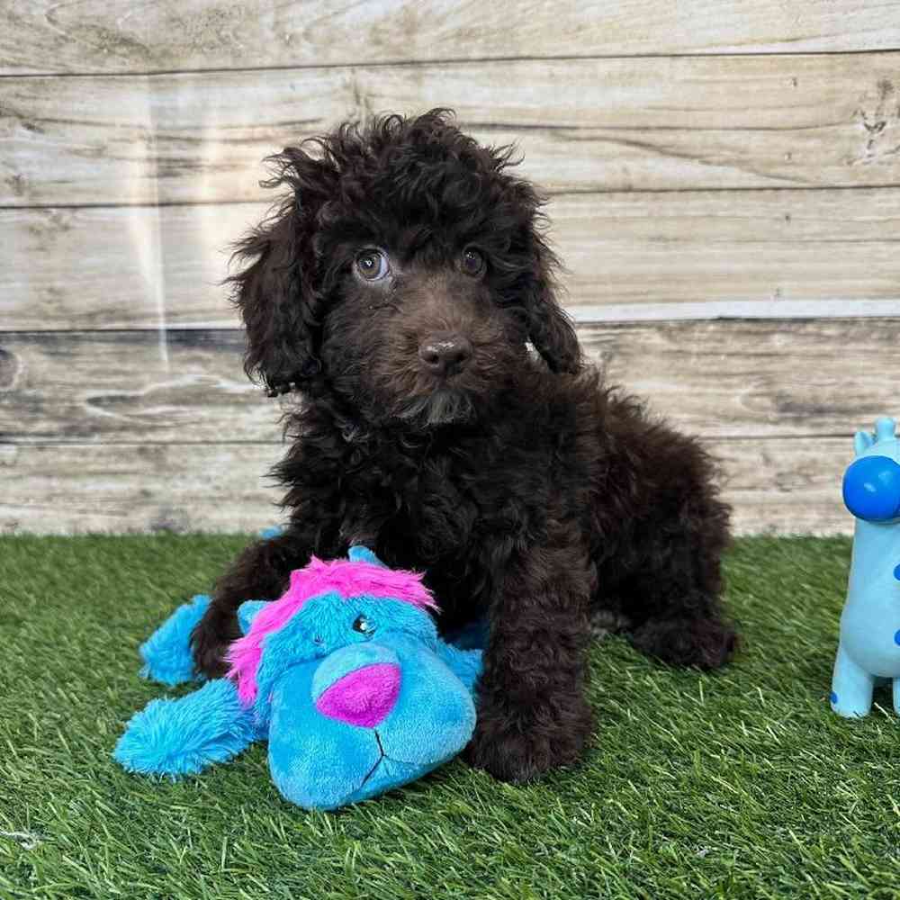 Male Mini NewfyPoo Puppy for Sale in Saugus, MA
