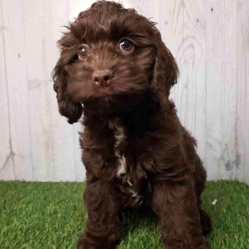 Male Cock-A-Poo Puppy for sale