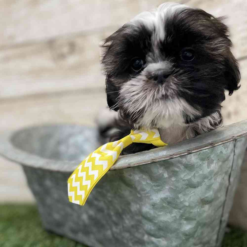 Male Shih Tzu Puppy for Sale in Braintree, MA