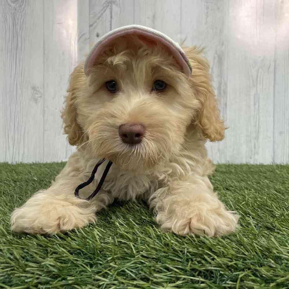 Female Mini Labradoodle 2nd Gen Puppy for sale