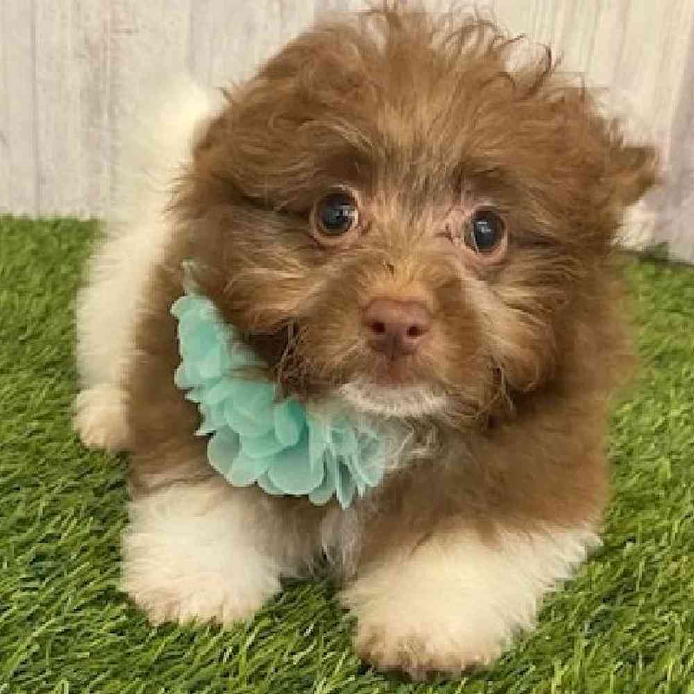 Female Hava-Pom Puppy for sale